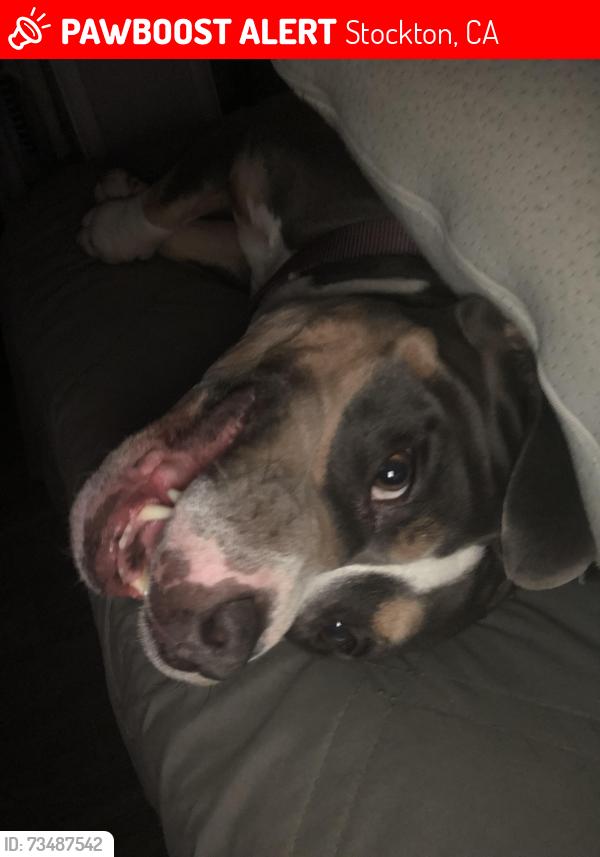 Lost Male Dog last seen Porterfield ct, Stockton, CA 95207