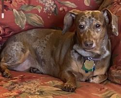 Reunited Female Dog last seen Christopher Drive @ Kiehl Avenue, Sherwood, AR 72120