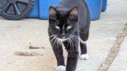 Found/Stray Unknown Cat last seen Overly & Duchess ct, lake Dallas, Lake Dallas, TX 75065