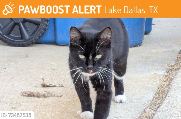 Found/Stray Unknown Cat last seen Overly & Duchess ct, lake Dallas, Lake Dallas, TX 75065