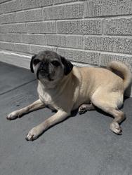 Lost Female Dog last seen S Juneau St and Chief Sealth Trail, Seattle, WA 98108