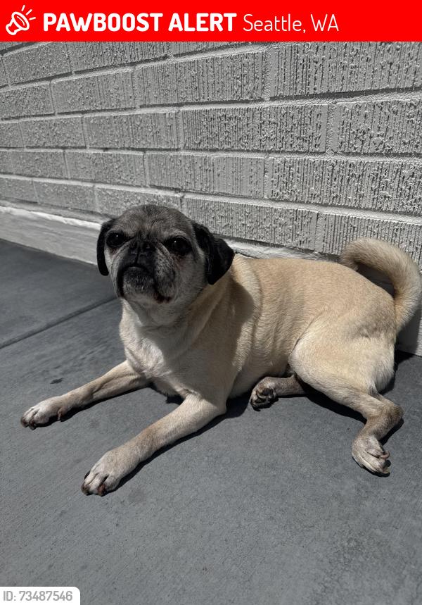 Lost Female Dog last seen S Juneau St and Chief Sealth Trail, Seattle, WA 98108