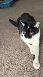 Reunited Unknown Cat last seen Arliss way, Grand Terrace, CA 92313