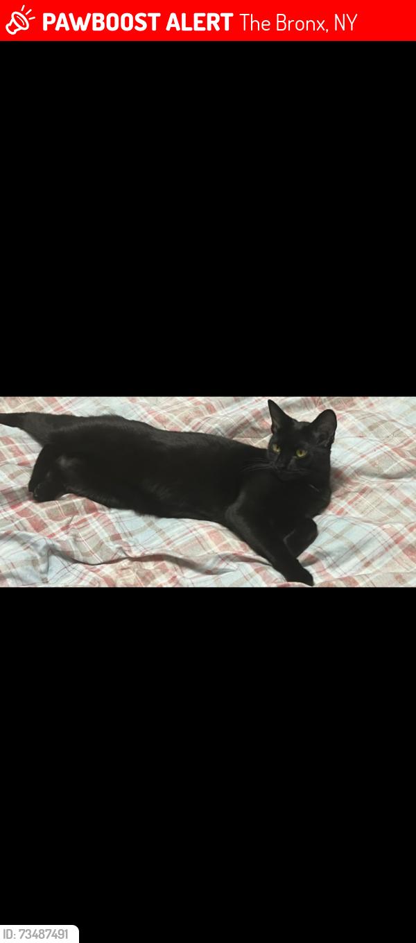 Lost Female Cat last seen 259th Street and Spencer Avenue, The Bronx, NY 10471