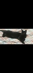 Lost Female Cat last seen 259th Street and Spencer Avenue, The Bronx, NY 10471