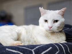 Lost Male Cat last seen Creekside Commons, by Cobblestone, Clayton, NC 27520