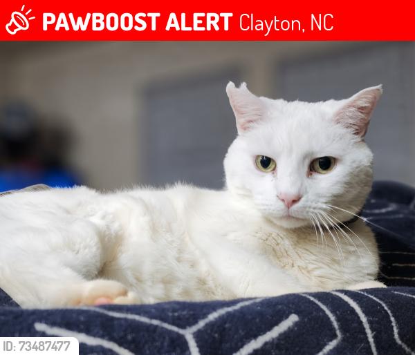 Lost Male Cat last seen Creekside Commons, by Cobblestone, Clayton, NC 27520