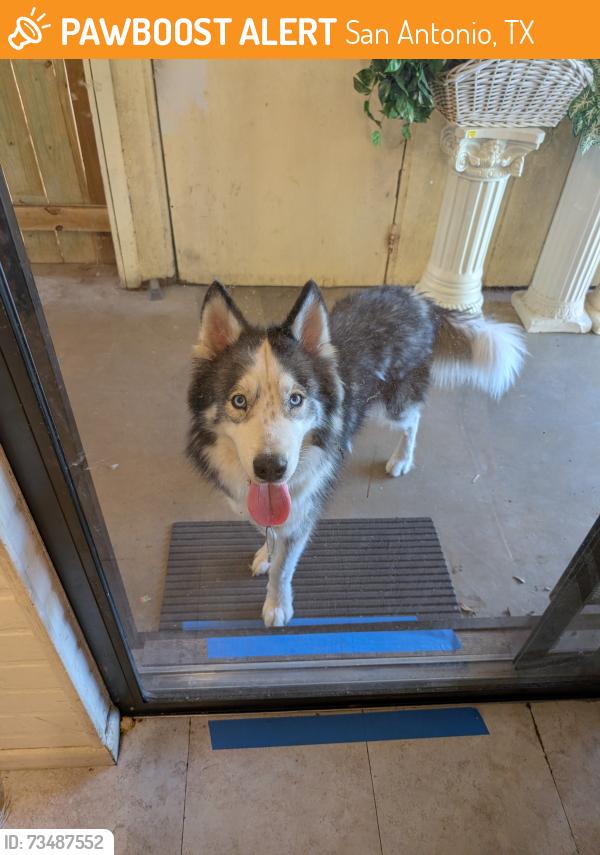Found/Stray Male Dog last seen Redbrook drive, San Antonio, TX 78242