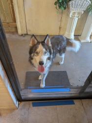 Found/Stray Male Dog last seen Redbrook drive, San Antonio, TX 78242