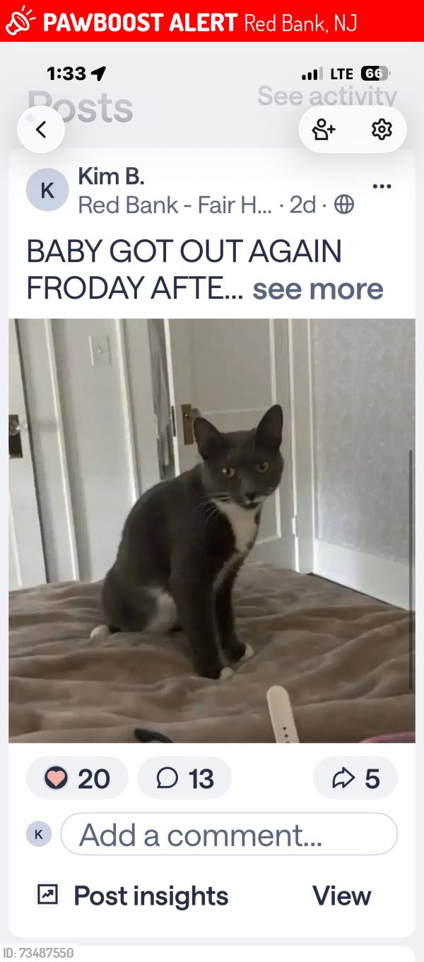 Lost Female Cat last seen William street, Red Bank, NJ 07701