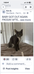 Lost Female Cat last seen William street, Red Bank, NJ 07701