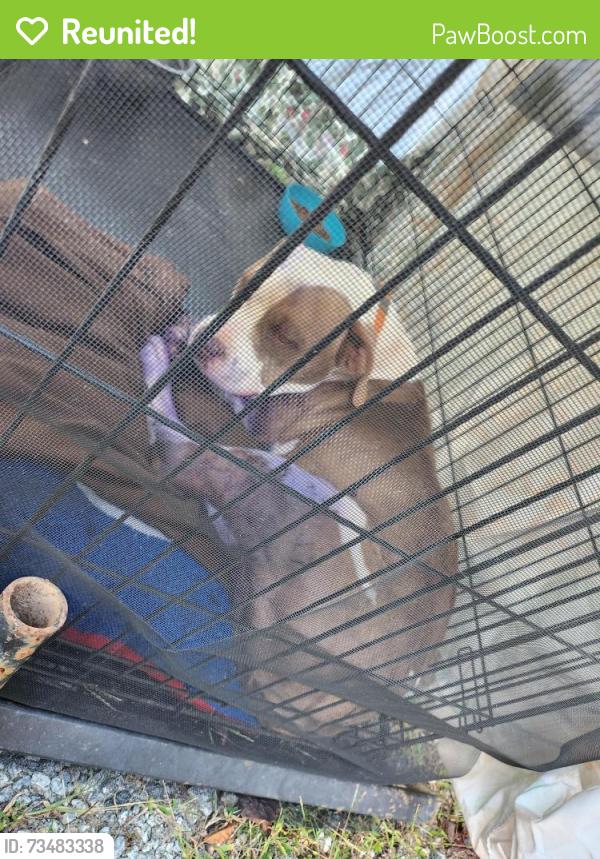Reunited Male Dog last seen Kings Creek School, Lenoir, NC 28645