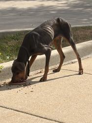 Found/Stray Female Dog last seen Near S Cottage Grove, Chicago, IL 60619