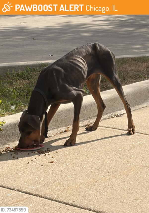 Found/Stray Female Dog last seen Near S Cottage Grove, Chicago, IL 60619