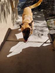 Reunited Female Dog last seen sage and 86th, Albuquerque, NM 87121