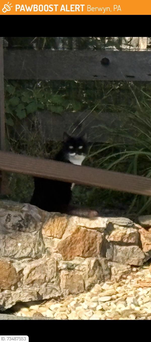Found/Stray Unknown Cat last seen Frances and Old Lancaster, Berwyn, PA 19312