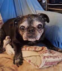 Reunited Female Dog last seen Oak Trail Dr. And Old Lytton Springs Rd on the north side of Lockhart, Lockhart, TX 78644