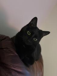 Reunited Female Cat last seen Midpark blvd, Calgary, AB T2X 1C3