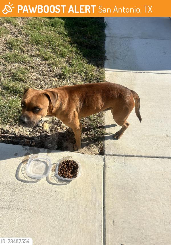 Found/Stray Male Dog last seen Cinco Lakes, San Antonio, TX 78252
