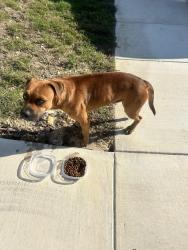 Found/Stray Male Dog last seen Cinco Lakes, San Antonio, TX 78252