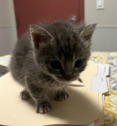 Shelter Stray Female Cat last seen Near Sundburg, SAN LEANDRO, CA, 94577, 8323 Baldwin St, Oakland, CA 94621, USA