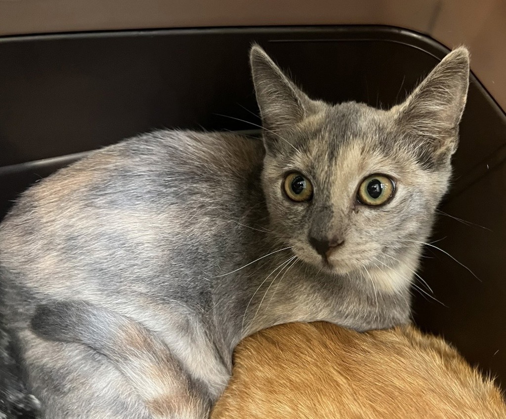 Shelter Stray Female Cat last seen Near Grape Street, San Diego, CA, 92105, 5500 Gaines St, San Diego, CA 92110, USA