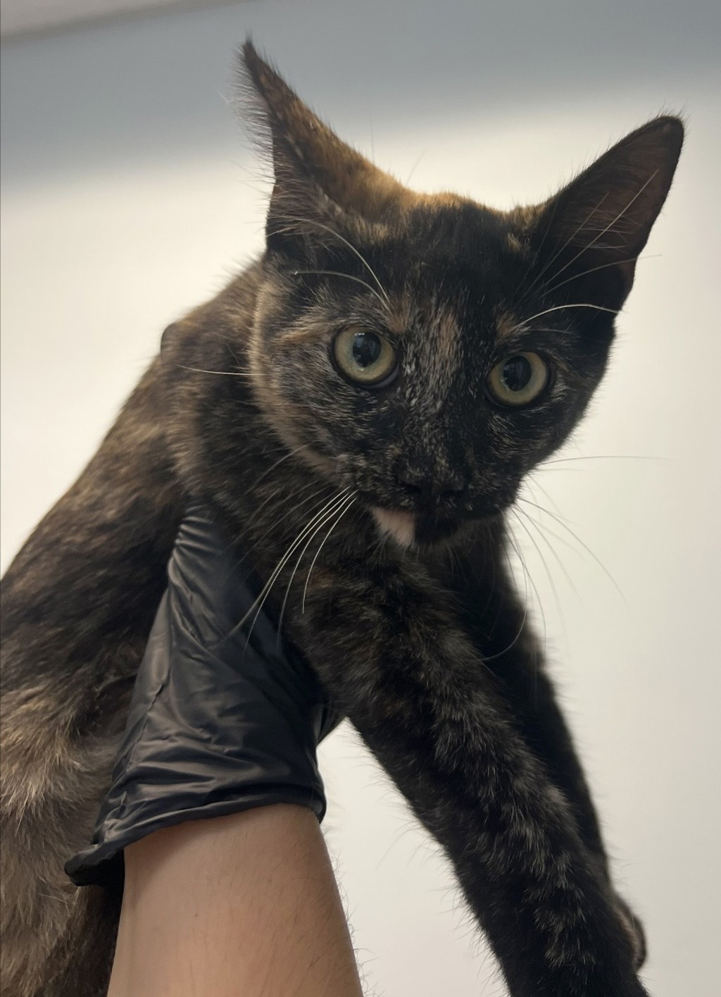 Shelter Stray Female Cat last seen Near Grape Street, San Diego, CA, 92105, 5500 Gaines St, San Diego, CA 92110, USA
