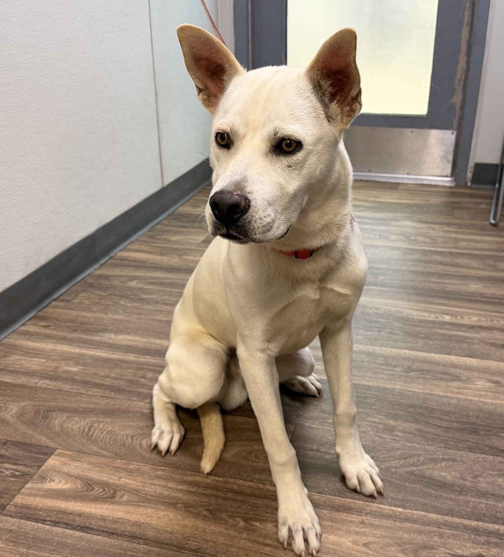 Shelter Stray Male Dog last seen Market St, San Diego, CA, 92102, 5500 Gaines St, San Diego, CA 92110, USA