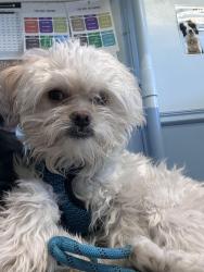 Lost Male Dog last seen Conifer rd, Denver, CO 80221