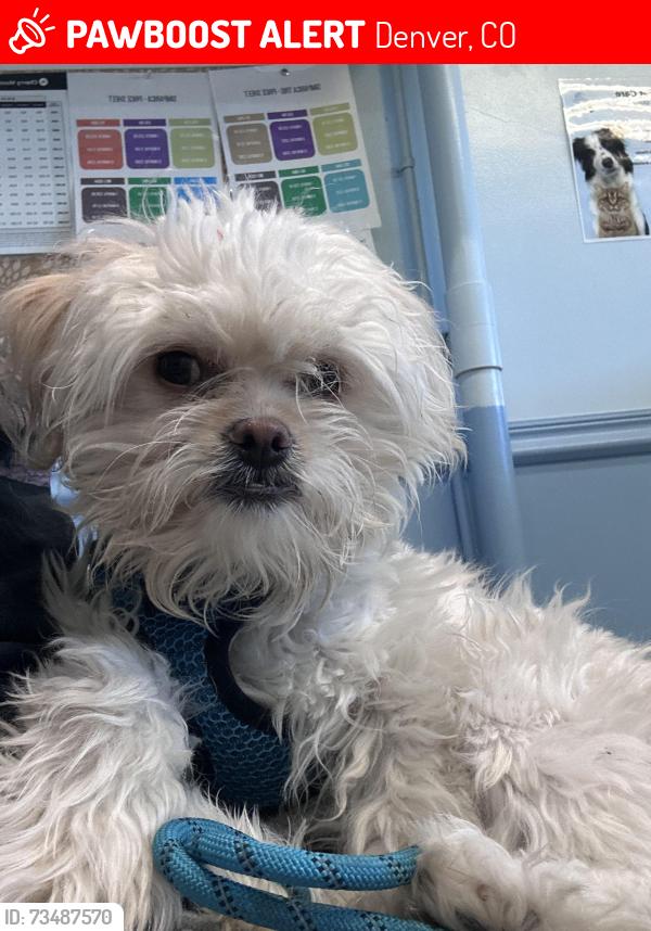 Lost Male Dog last seen Conifer rd, Denver, CO 80221