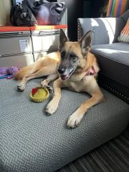 Shelter Stray Female Dog last seen Near Mira Mesa Boulevard, San Diego, CA, 92126, 5500 Gaines St, San Diego, CA 92110, USA