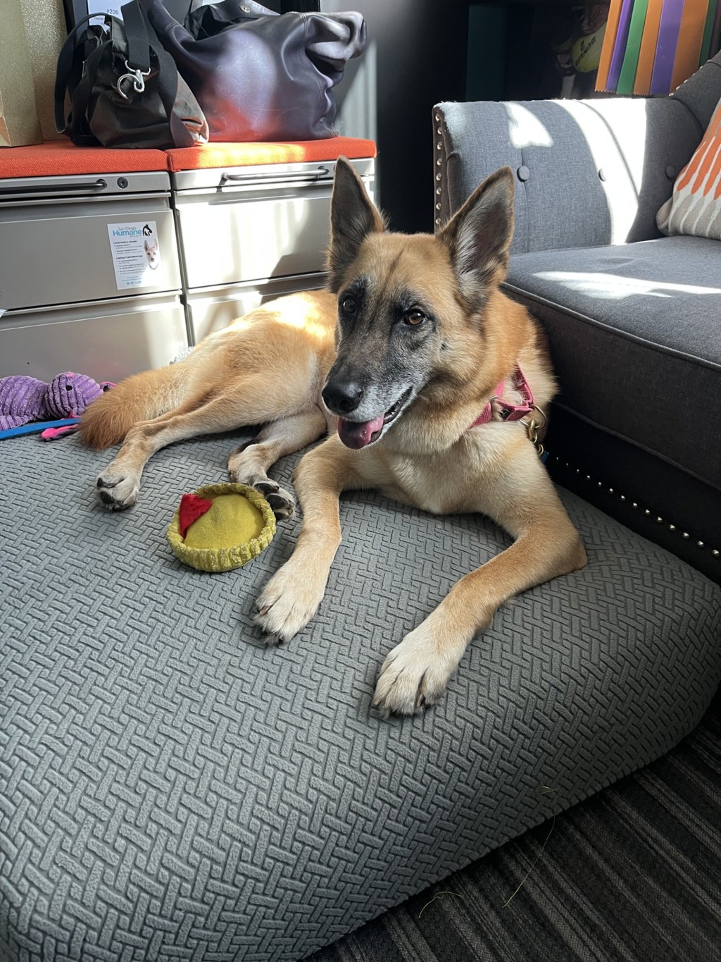 Shelter Stray Female Dog last seen Near Mira Mesa Boulevard, San Diego, CA, 92126, 5500 Gaines St, San Diego, CA 92110, USA