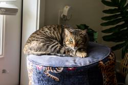 Reunited Male Cat last seen La Union apmts, Tampa, FL 33605