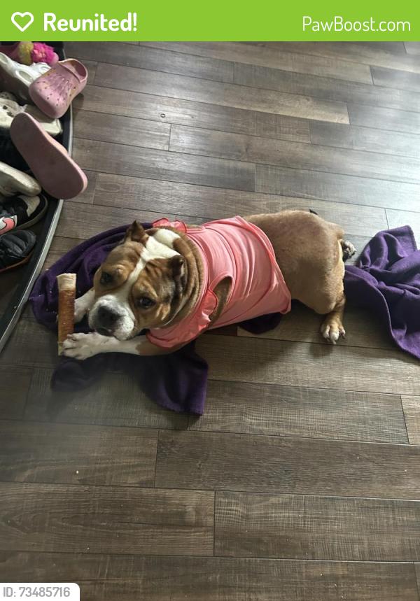 Reunited Female Dog last seen Hall and morton, Saint Paul, MN 55107