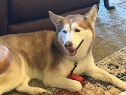 Found/Stray Female Dog last seen Bell and Linden, Amarillo, TX 79106