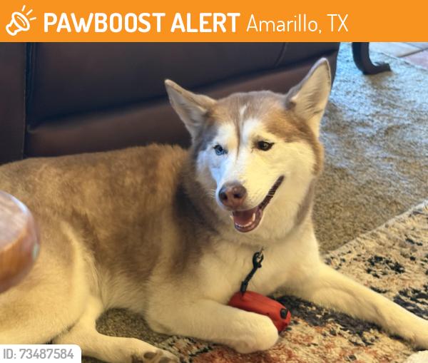 Found/Stray Female Dog last seen Bell and Linden, Amarillo, TX 79106