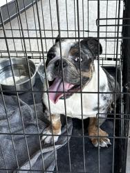 Reunited Male Dog last seen Piat Rd, Youngsville, LA 70592