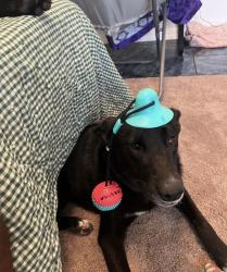 Reunited Male Dog last seen blackhawk, Friendswood, TX 77546