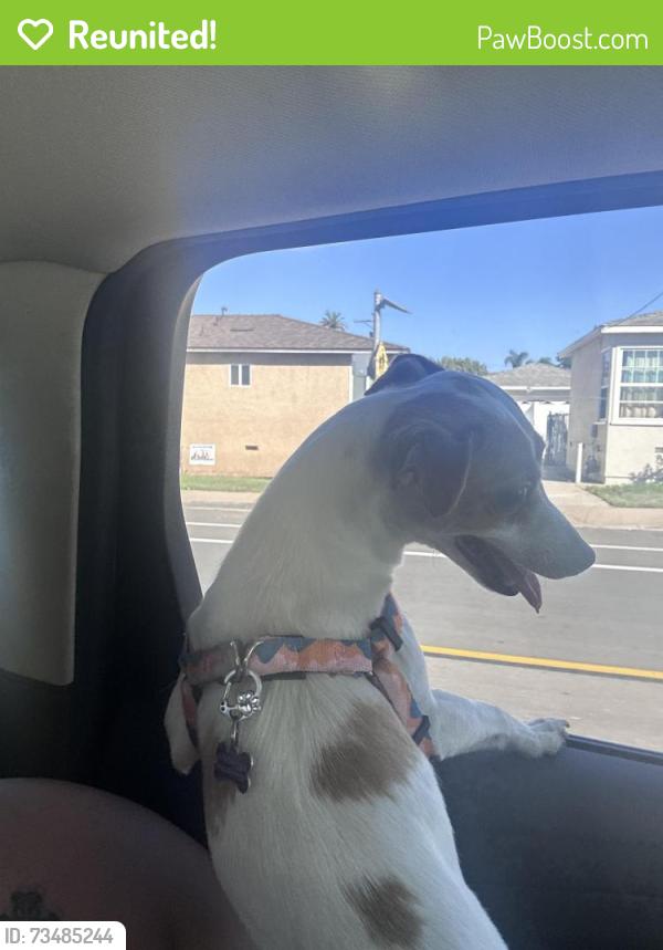 Reunited Female Dog last seen El Cajon blvd & Mohawk st, San Diego County, CA 92115