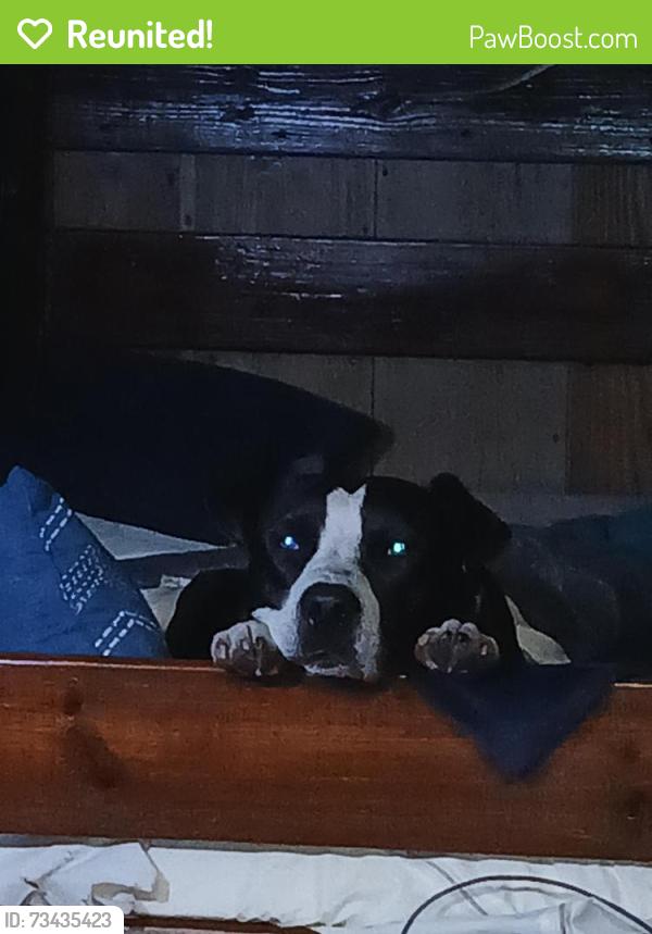 Reunited Male Dog last seen Canoe outpost, Wimauma, FL 33598