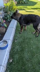 Found/Stray Female Dog last seen Sunny Circle, Jurupa Valley, CA 91752
