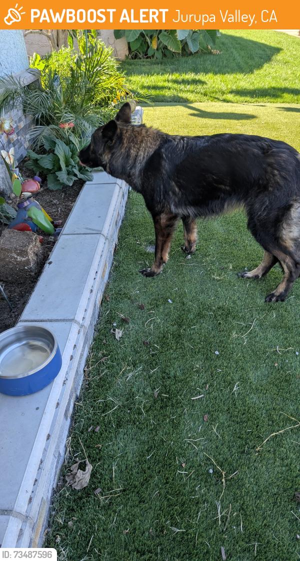 Found/Stray Female Dog last seen Sunny Circle, Jurupa Valley, CA 91752
