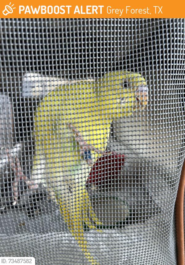 Found/Stray Unknown Bird last seen Grey moss inn, Grey Forest, TX 78255