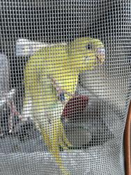Found/Stray Unknown Bird last seen Grey moss inn, Grey Forest, TX 78255
