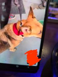 Reunited Female Dog last seen Brisson and 46, Sanford, FL 32771