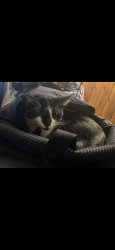Reunited Male Cat last seen Arkansas and nordolk, Aurora, CO 80017