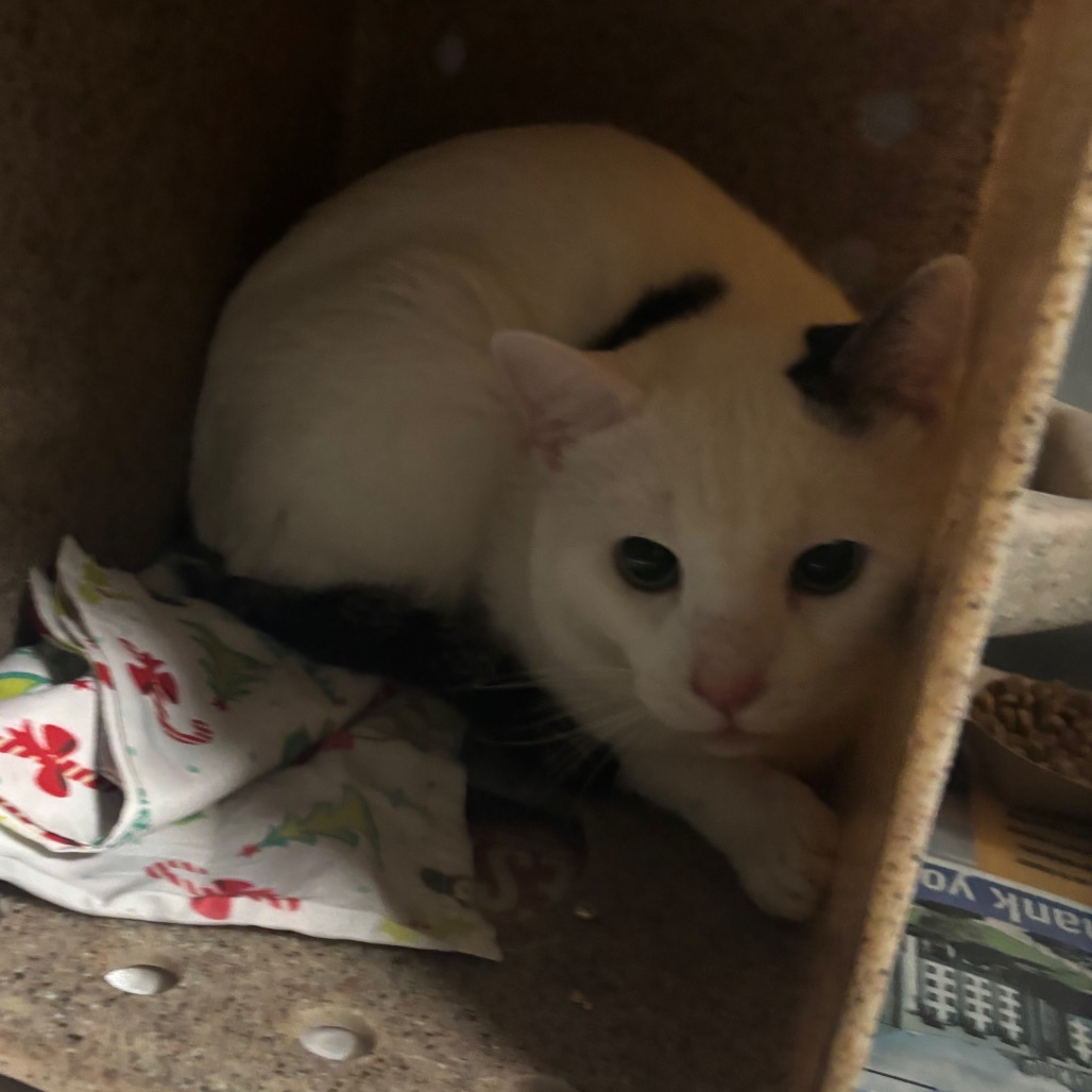 Shelter Stray Male Cat last seen , 2350 Appling City Cove, Memphis, TN 38133, USA