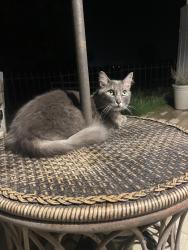 Lost Male Cat last seen Guajome lake rd park, Oceanside, CA 92057