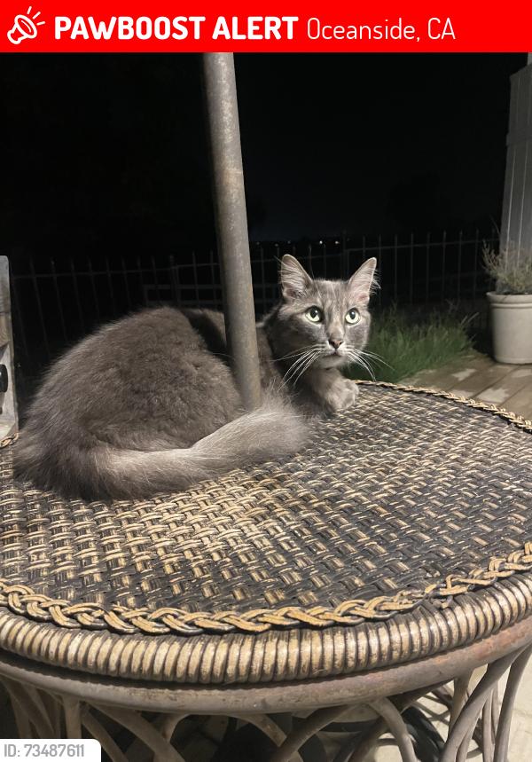 Lost Male Cat last seen Guajome lake rd park, Oceanside, CA 92057