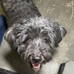 Shelter Stray Male Dog last seen , 4575 E Mesquite Ave, Palm Springs, CA 92264, USA